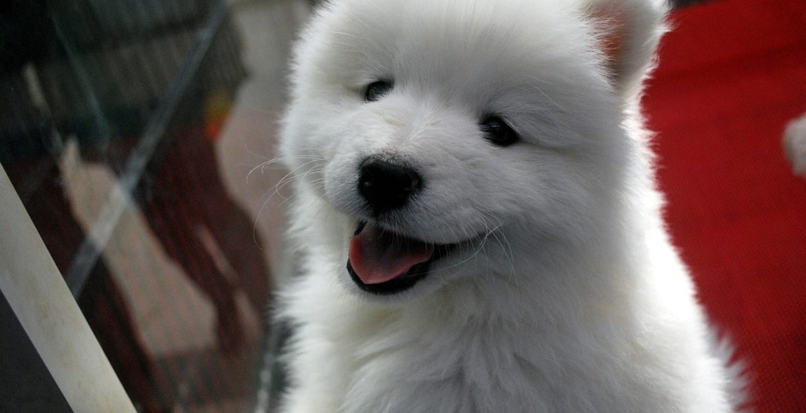 Choosing the Best Pet Store