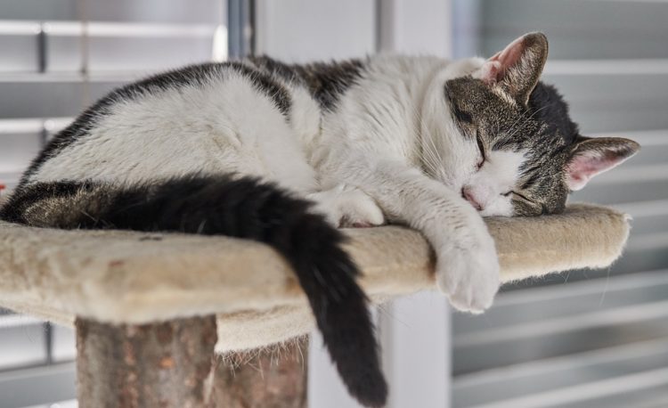 domestic cat on a tree