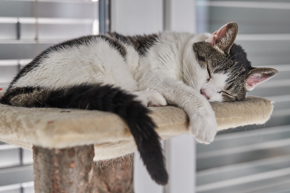 domestic cat on a tree
