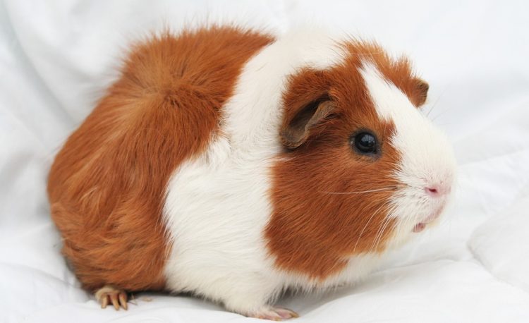 guinea pig bedding