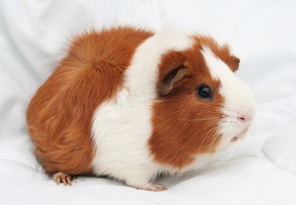 guinea pig bedding