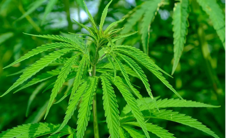 cannabis plant