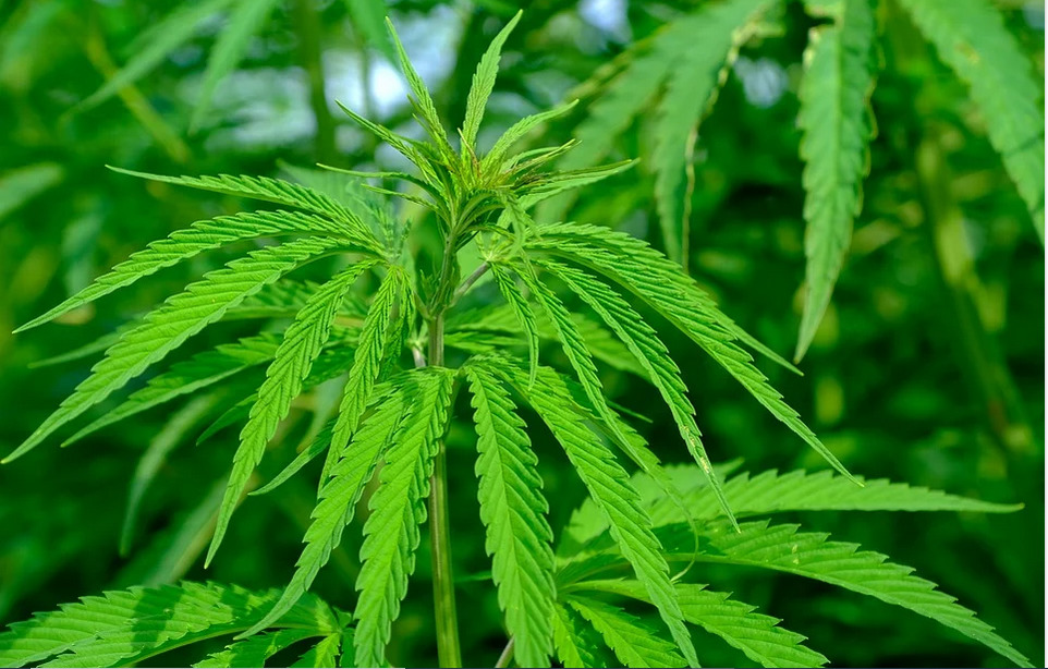 cannabis plant