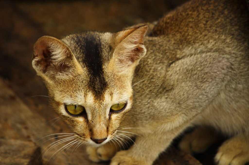 cat